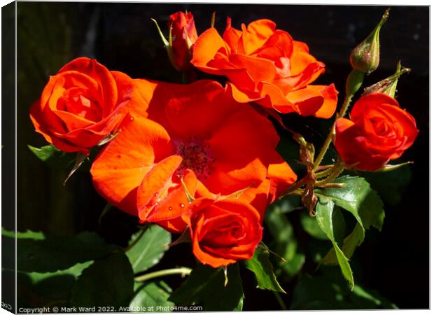 Roses in the Garden. Canvas Print by Mark Ward