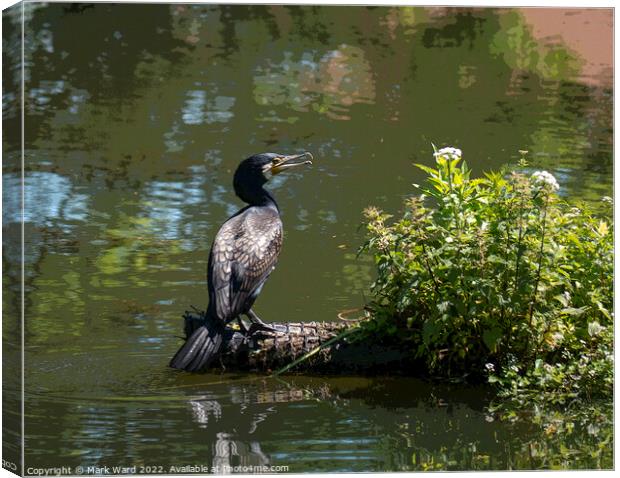 Cormorant taking a rest from the Hastings sea. Canvas Print by Mark Ward