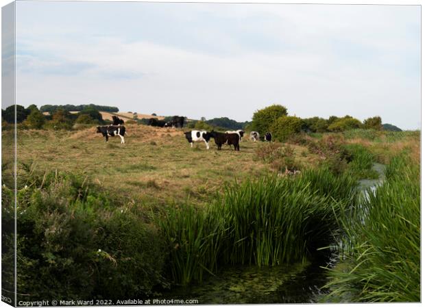 Cattle on the River. Canvas Print by Mark Ward