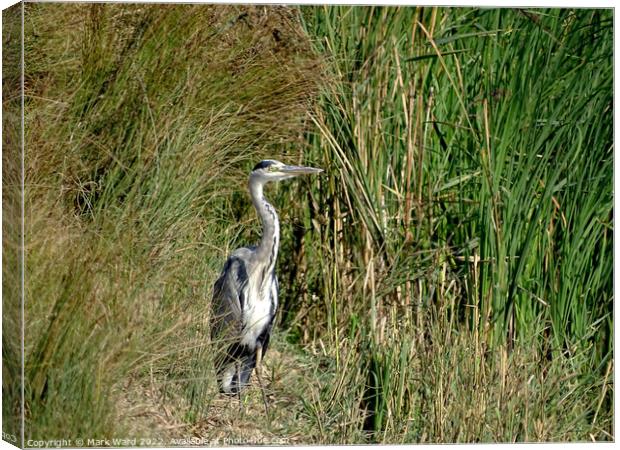 Grey Heron in the Reeds. Canvas Print by Mark Ward