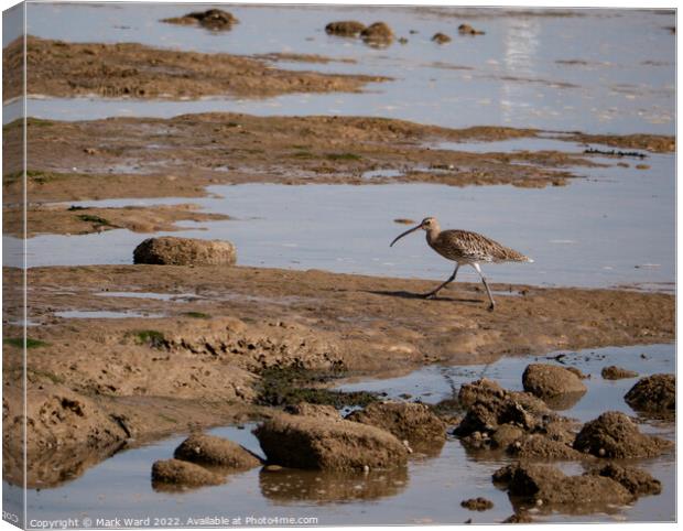 Curlew at Pett Level Canvas Print by Mark Ward