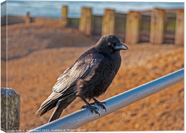 Crow on the Seashore Canvas Print by Mark Ward