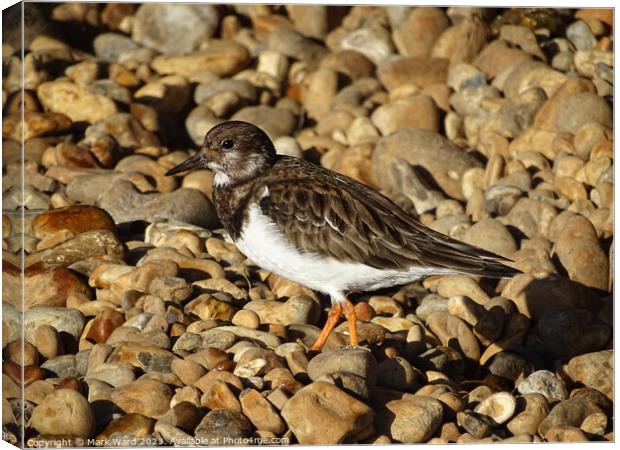 Turnstone on the Stones Canvas Print by Mark Ward