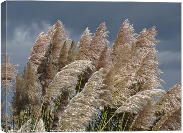What Fronds are for. Canvas Print by Mark Ward