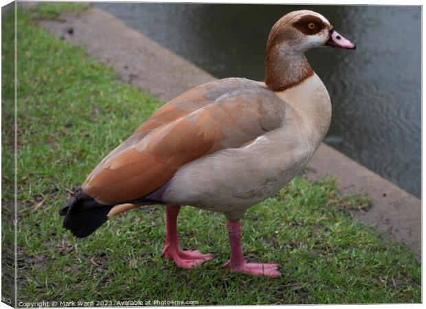 Egyptian Goose in a Hastings Park Canvas Print by Mark Ward