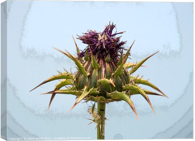 Thistle Flower, Canvas Print by Mark Ward
