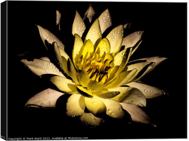 The Glowing Lily Canvas Print by Mark Ward