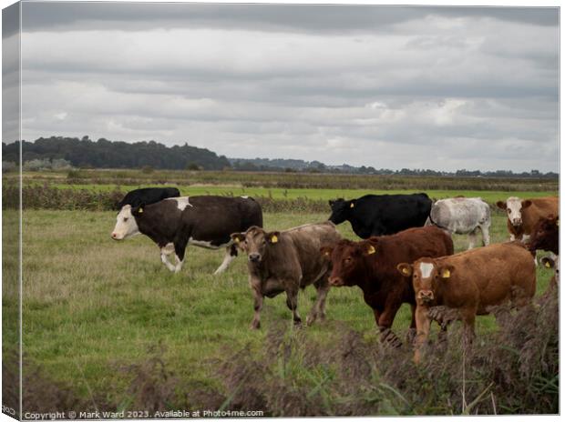 A herd of cattle at Pett Level. Canvas Print by Mark Ward