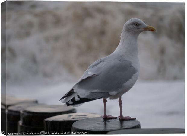 Gull on a Groyne. Canvas Print by Mark Ward