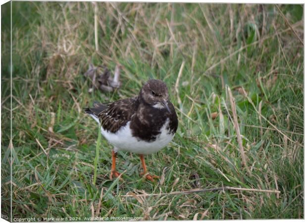 A Turnstone without a stone. Canvas Print by Mark Ward