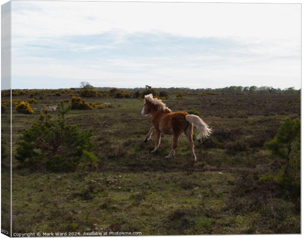 New Forest Life. Canvas Print by Mark Ward