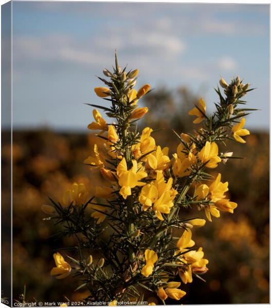 Gorse in Bloom Canvas Print by Mark Ward