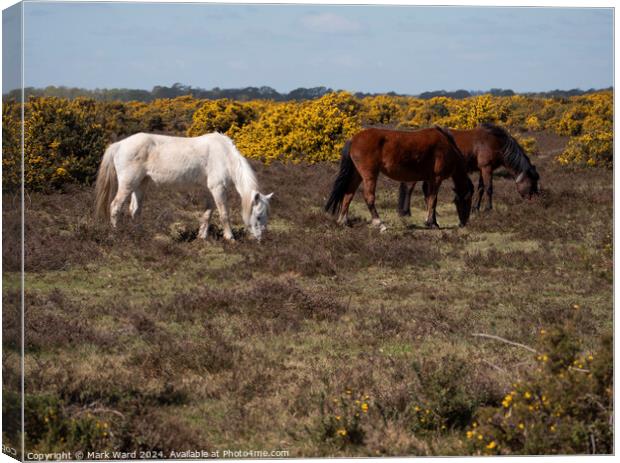 New Forest Ponies. Canvas Print by Mark Ward