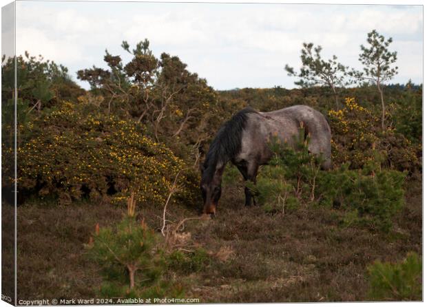 New Forest Encounter. Canvas Print by Mark Ward