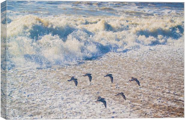 A flock of  birds flying over a beach Canvas Print by Mark Ward