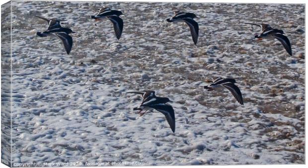 Seabirds in Flight Canvas Print by Mark Ward