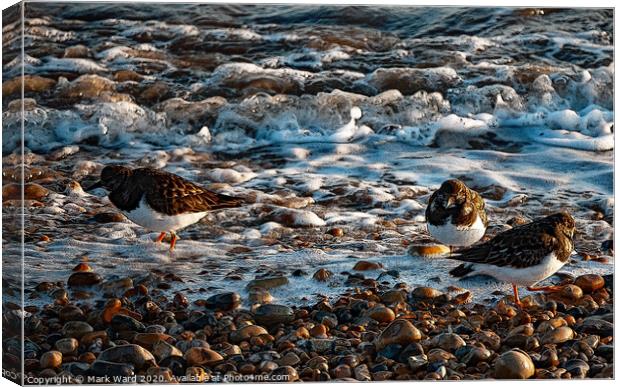 Wading Birds in Rye Canvas Print by Mark Ward