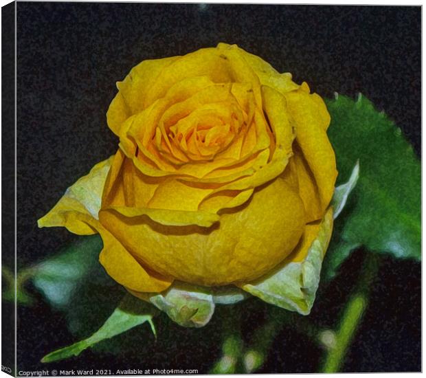 Yellow Rose Canvas Print by Mark Ward