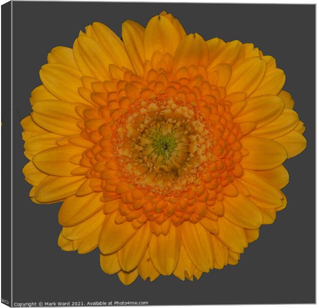 Sunshine Flower Canvas Print by Mark Ward