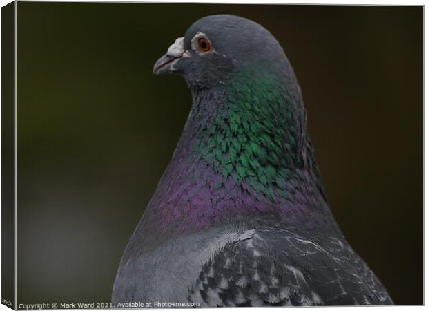 A Pigeon Up Close Canvas Print by Mark Ward