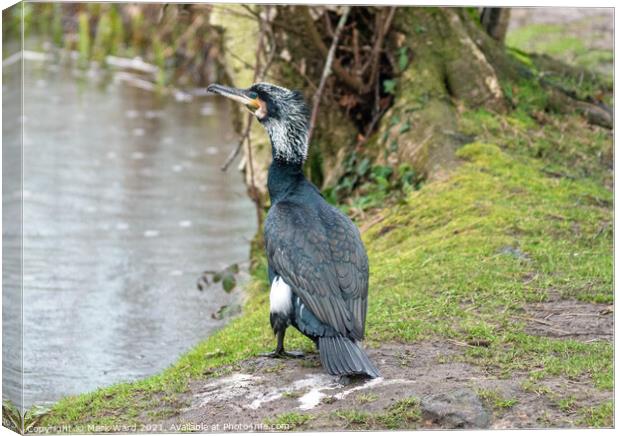 Cormorant at the waters edge. Canvas Print by Mark Ward