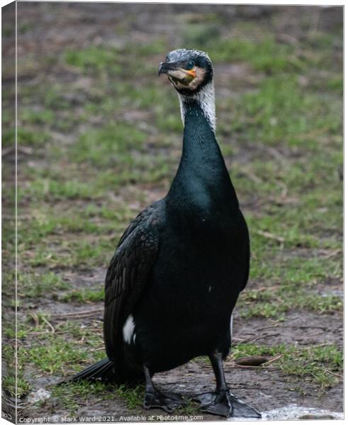 Face to Face with a Cormorant. Canvas Print by Mark Ward