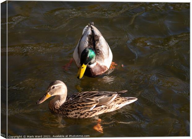 Mallard Pair in the Water. Canvas Print by Mark Ward