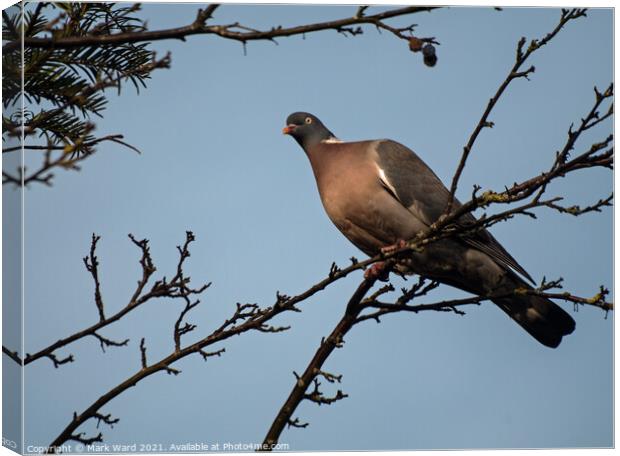 Wood Pigeon Above Me Canvas Print by Mark Ward