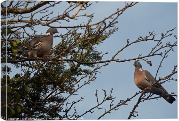 Two Pigeons perched on a tree branch Canvas Print by Mark Ward