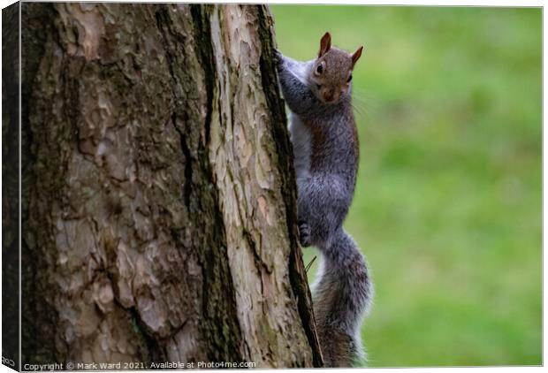 A squirrel Going Up in the World. Canvas Print by Mark Ward