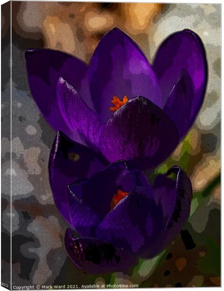 Crocus Therapy Canvas Print by Mark Ward