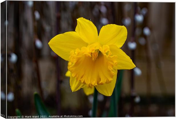 Daffodil Bloom Canvas Print by Mark Ward