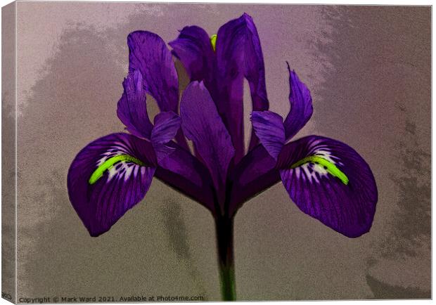 An Iris for your Eye. Canvas Print by Mark Ward