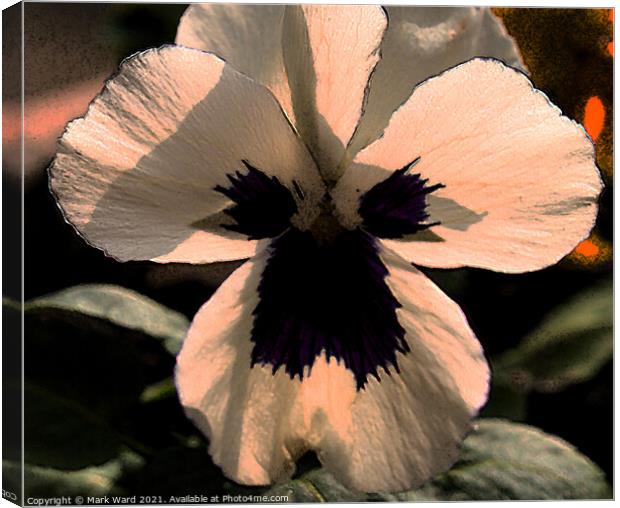 White Pansy Flower. Canvas Print by Mark Ward