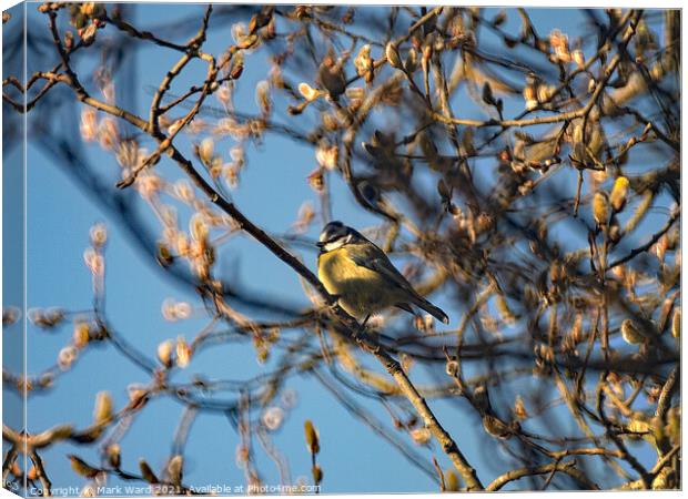 Great Tit in the branches. Canvas Print by Mark Ward