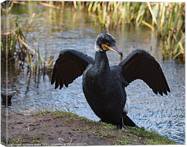 Cormorant with Wings Outstretched Canvas Print by Mark Ward