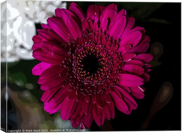 Gazania Flower Canvas Print by Mark Ward