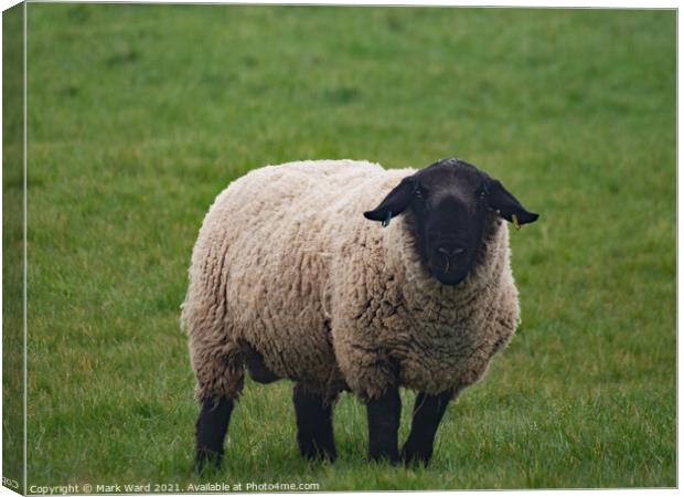 A Black Headed Sheep Canvas Print by Mark Ward