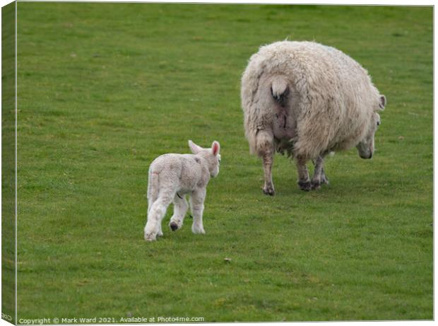 Lamb following Mother. Canvas Print by Mark Ward
