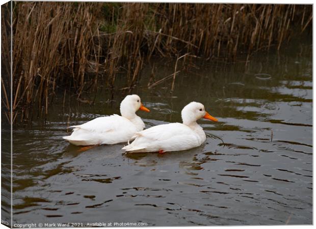 Two White Ducks Canvas Print by Mark Ward
