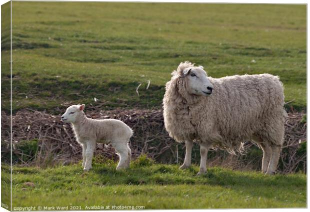 Ewe and Lamb at Pett Level. Canvas Print by Mark Ward