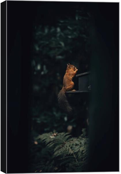 A squirrel sitting in a dark room Canvas Print by Jonny Gios