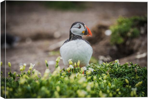 Puffin standing tall  Canvas Print by Jonny Gios