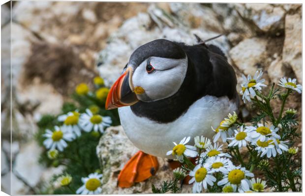Puffin amongst flowers Canvas Print by Jonny Gios