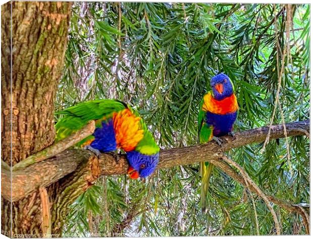 A colorful bird perched on a tree branch Canvas Print by Gaynor Ball