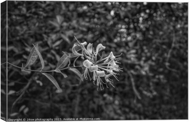 Honeysuckle Beauty - (Black and White.) Canvas Print by 28sw photography