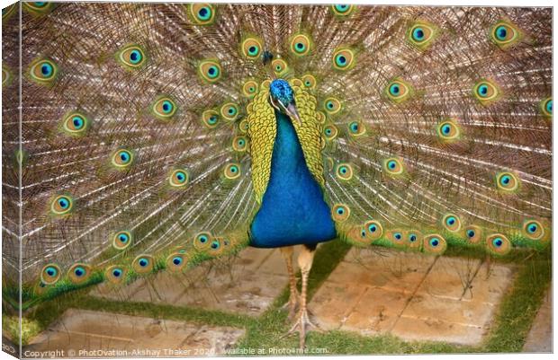 Beautiful Peacock with it feathers all spread out  Canvas Print by PhotOvation-Akshay Thaker