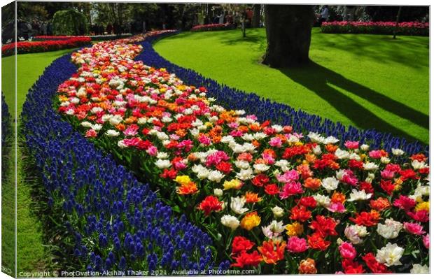 An attractive pink and purple flowers bed in the Keukenhof ornamental garden Canvas Print by PhotOvation-Akshay Thaker