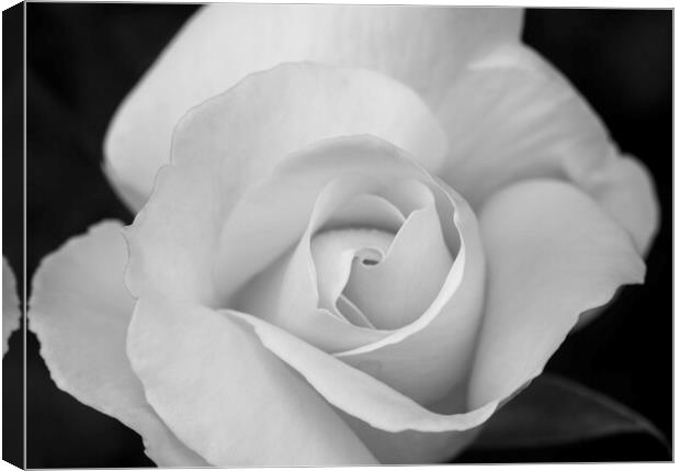 Petals of a large white rose with black background Canvas Print by Vicen Photo