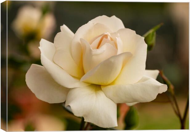 A nice big white rose in the garden Canvas Print by Vicen Photo